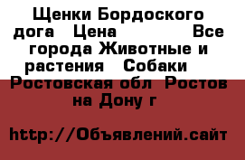 Щенки Бордоского дога › Цена ­ 60 000 - Все города Животные и растения » Собаки   . Ростовская обл.,Ростов-на-Дону г.